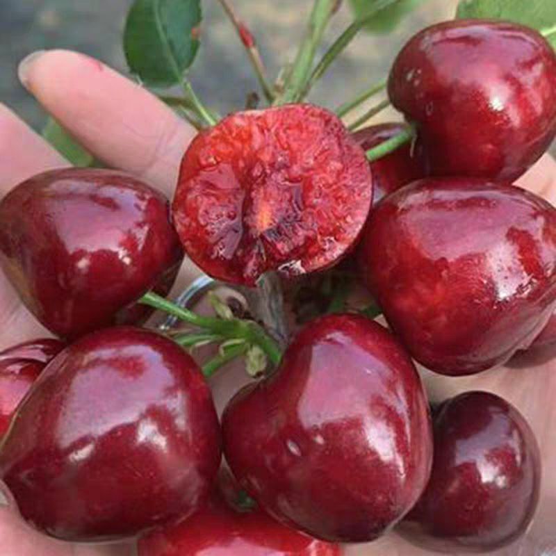  俄罗斯8号樱桃苗 基地直销 包品种包成活 死苗免费补发