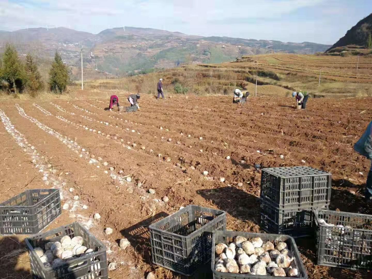 【魔芋种子】大量有货，保底回收，免费提供种植技术，全国包邮