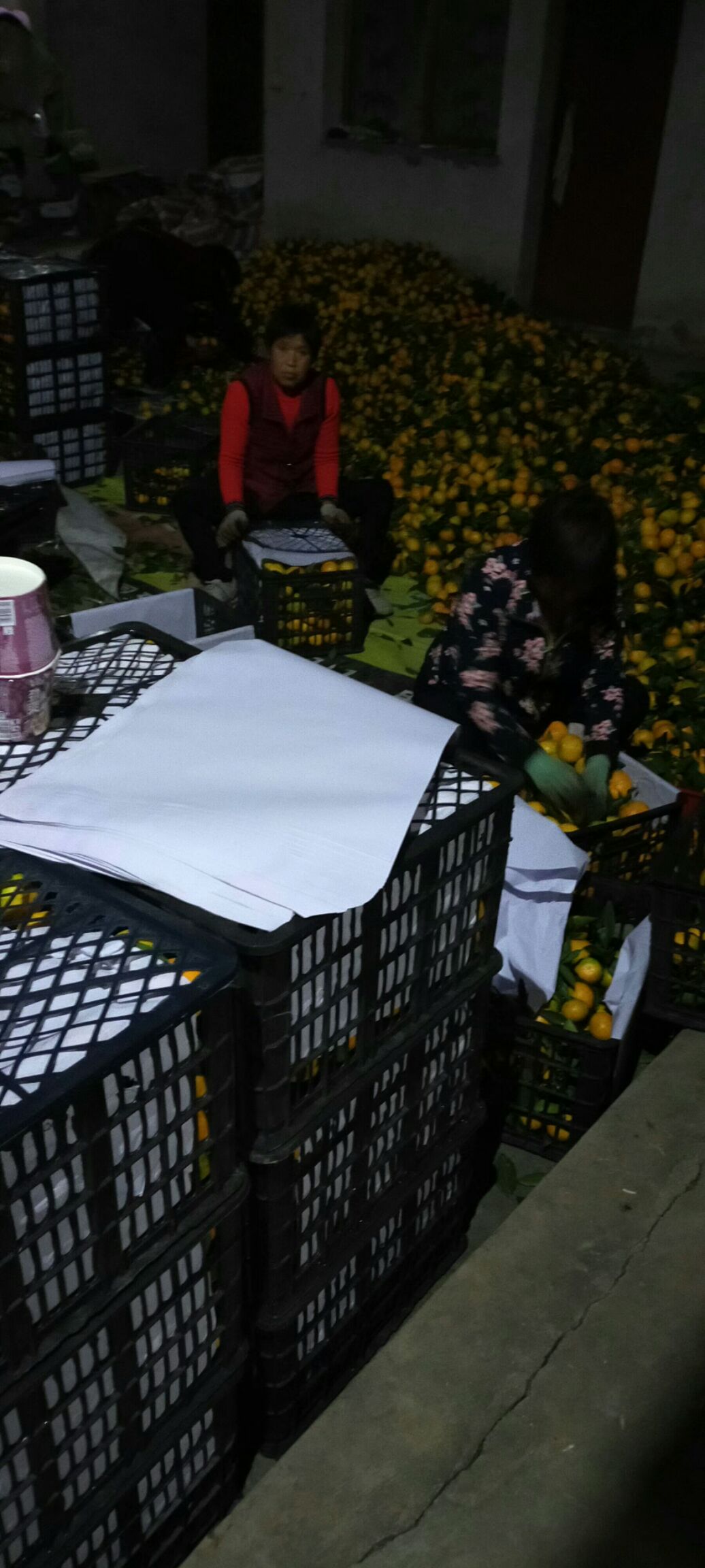 城固蜜橘 加班，加点装货