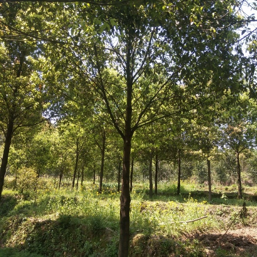 益阳全冠香樟