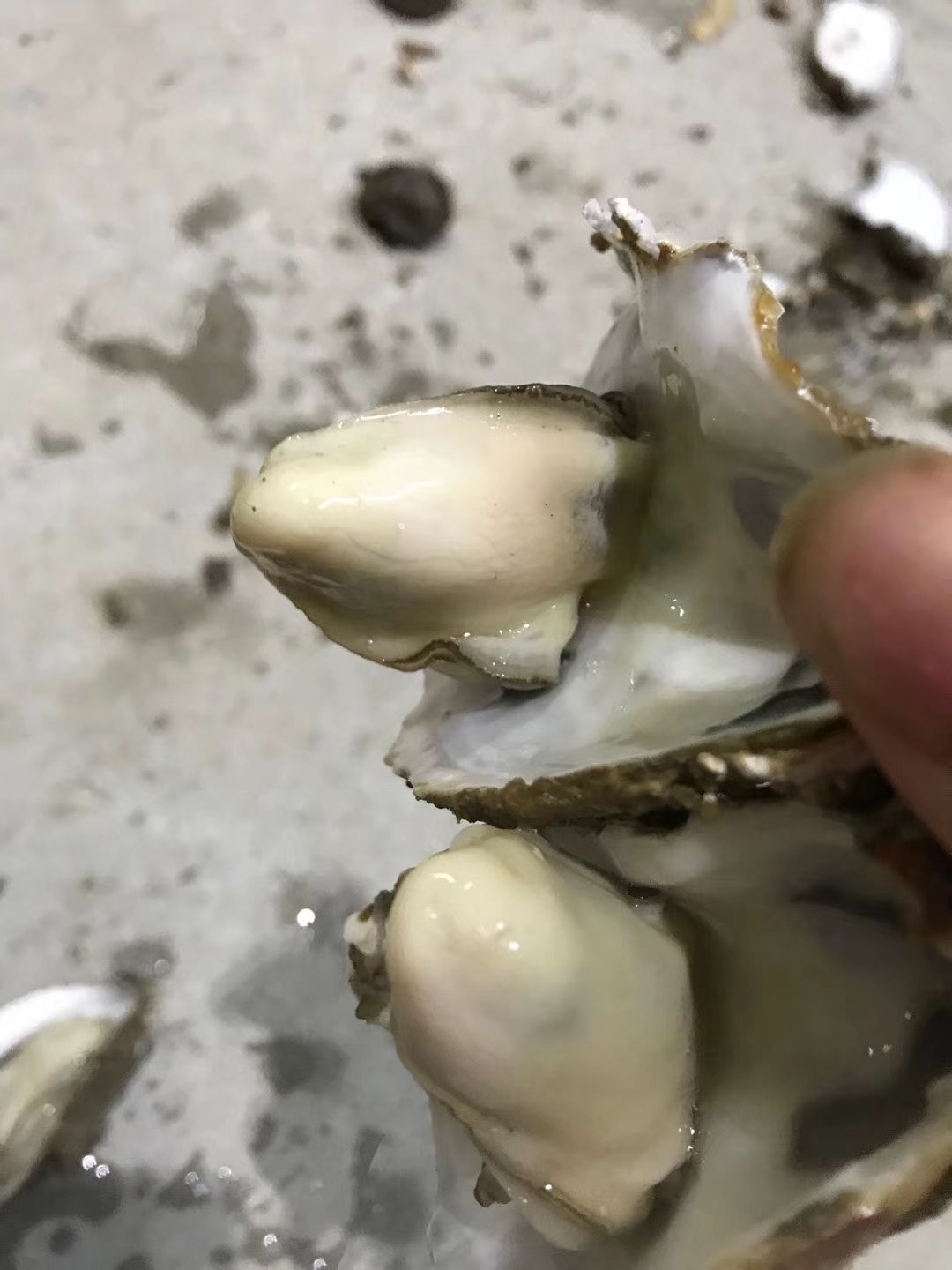  湛江肥美生蚝(牡蛎)，烧烤肥蚝