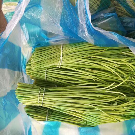 泗阳县青蒌蒿 江苏泗阳县精品芦蒿