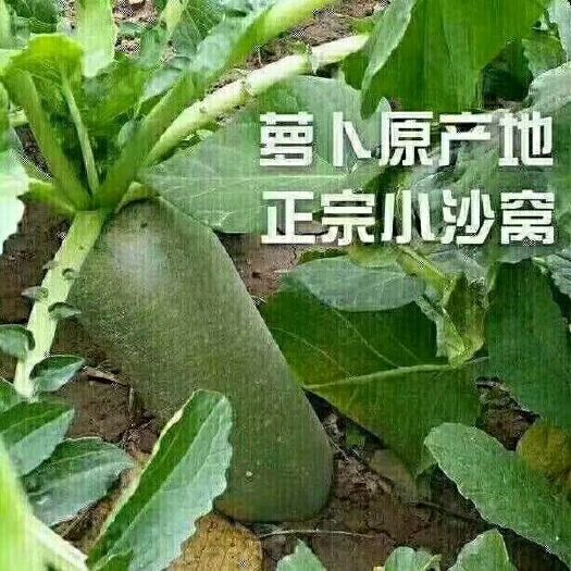 天津 正宗沙窝萝卜种植基地