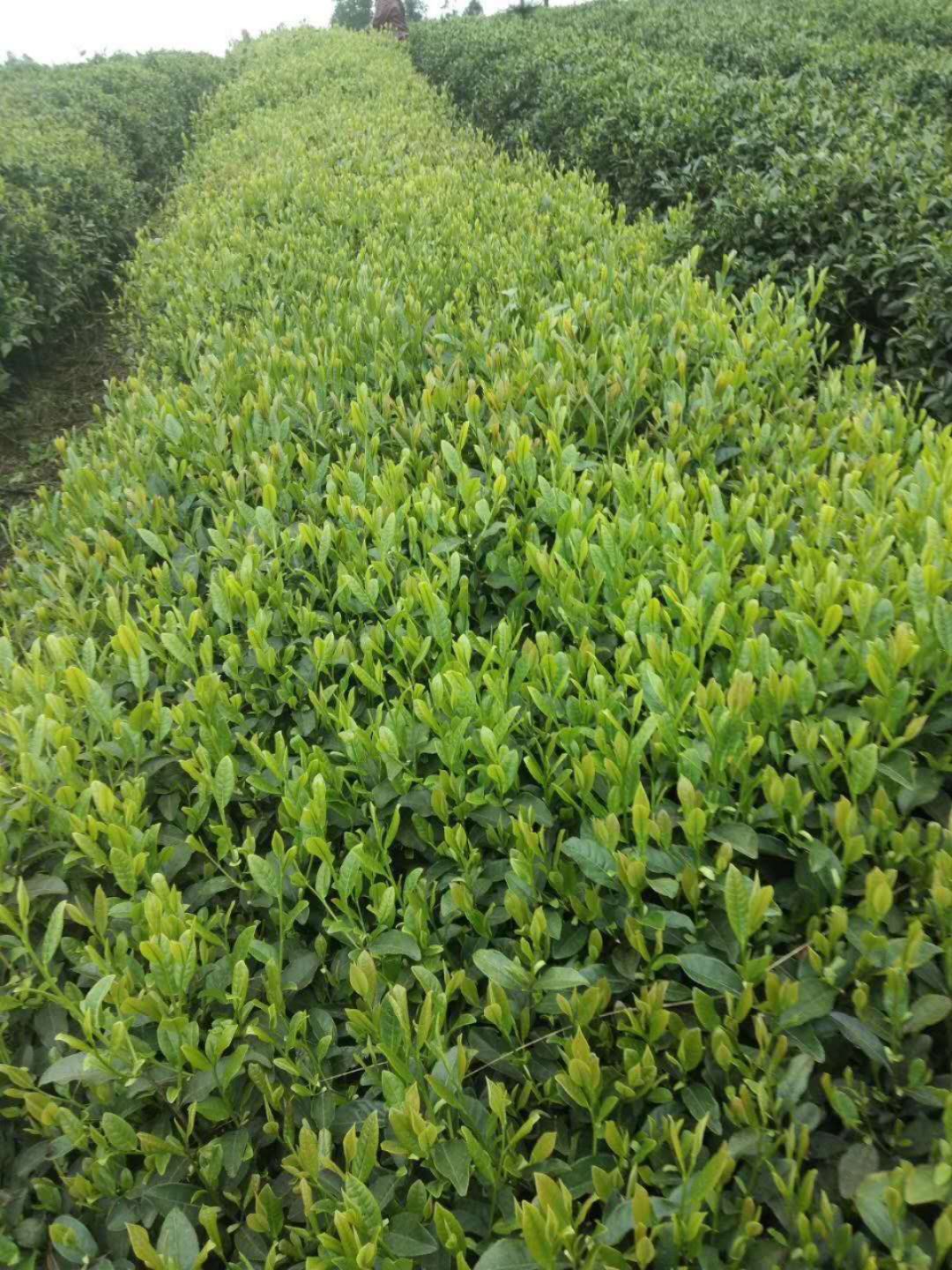雀舌 特级 盒装