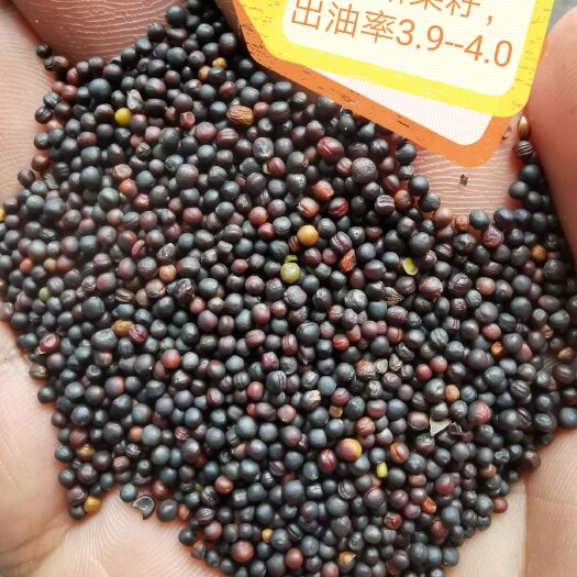 泸州油菜籽