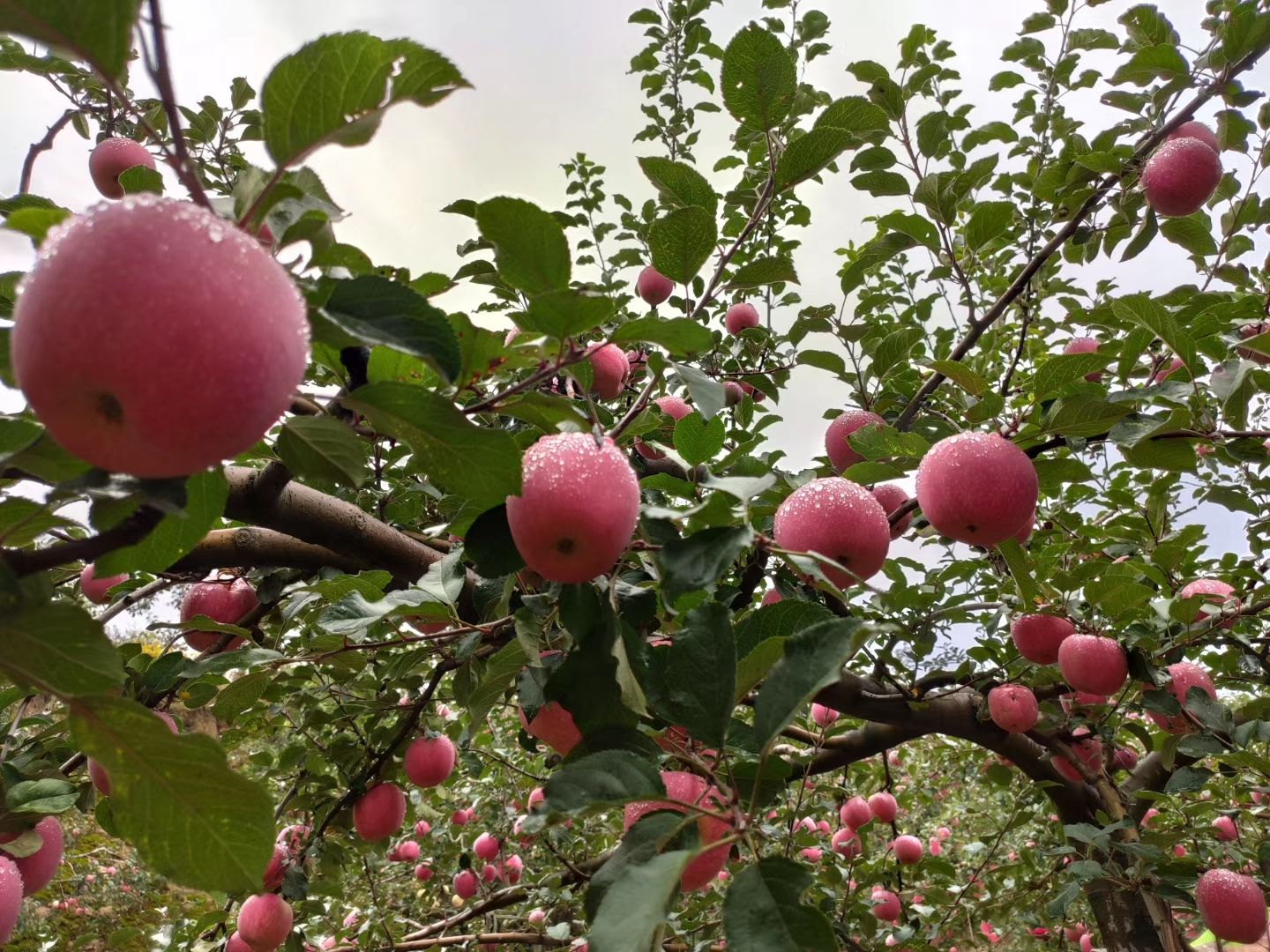 静宁苹果 汗滴禾下土，粒粒皆辛苦。