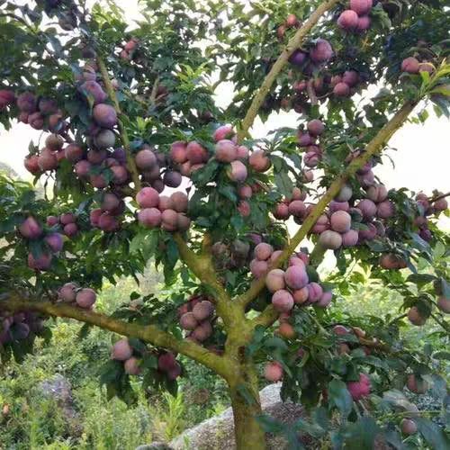  【李子苗李子树苗嫁接青脆四川脱骨李子苗蜂糖李子树苗南北方种植