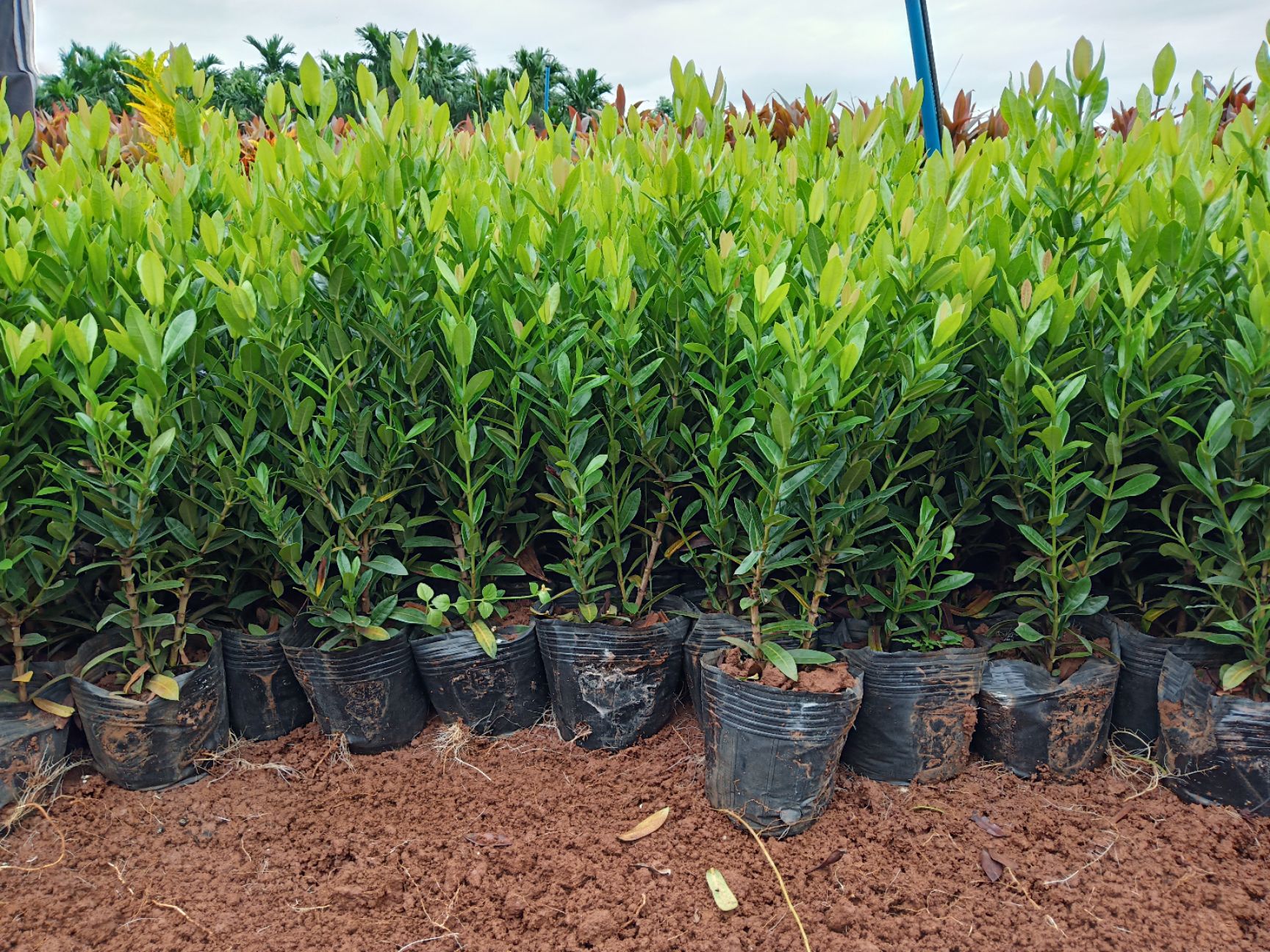  大量变叶木100000 龙船花100000