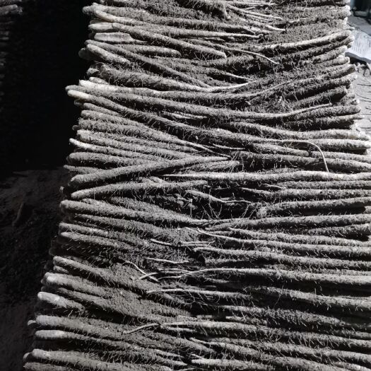 深州市小白嘴白山药 30~40cm