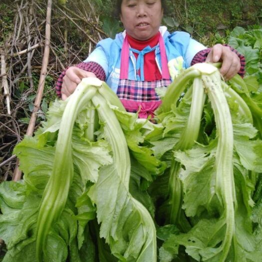 习水县小青菜 30cm以上