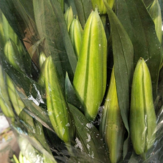 百合花 云南鲜花批发昆明鲜花批发斗南基地鲜花批发优质鲜花西伯
