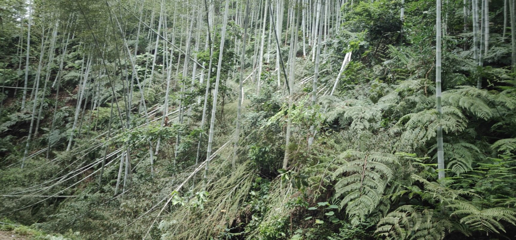  供应楠竹，需自行联系车辆上门取货