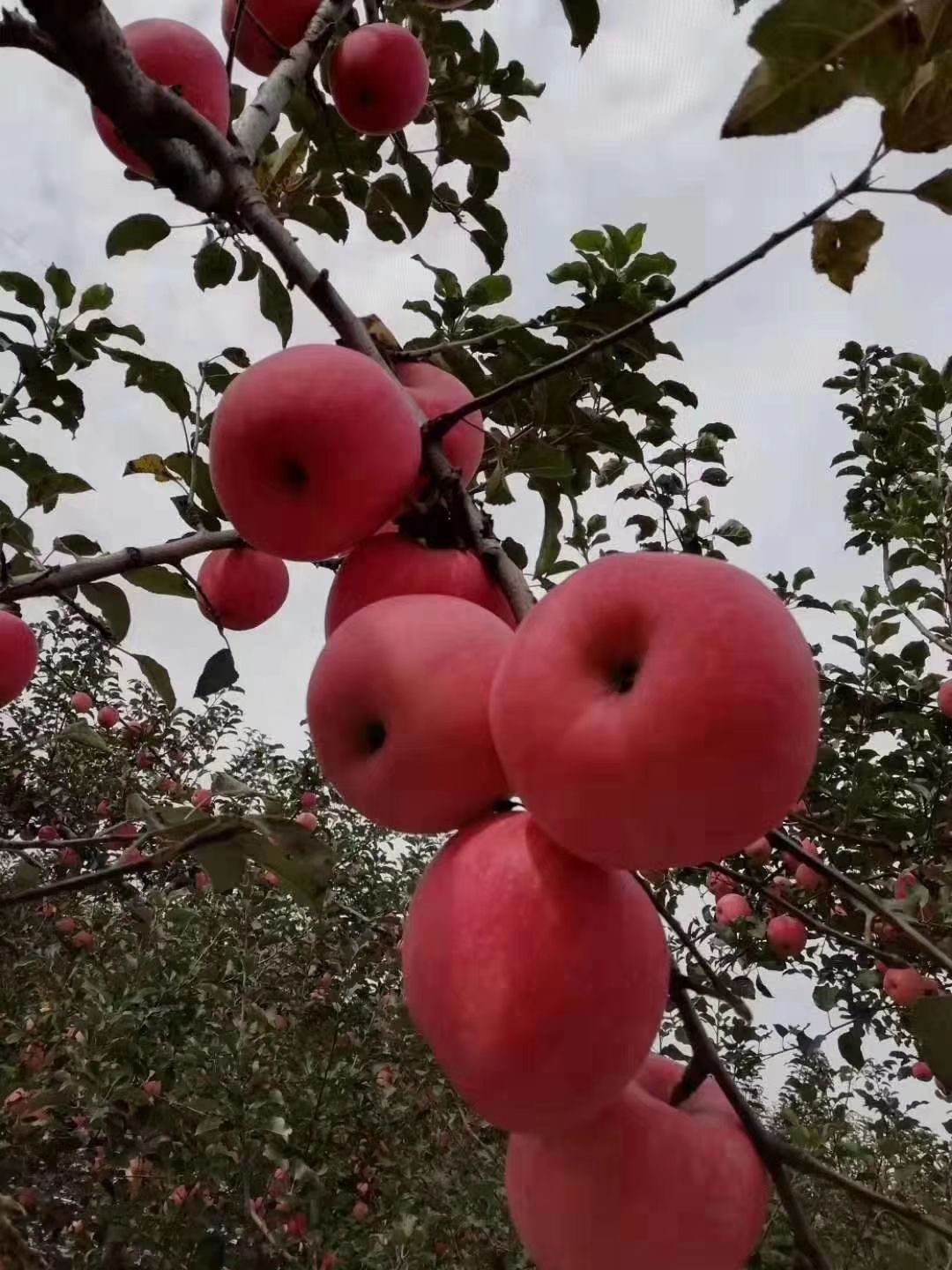 紅富士蘋果 陝西宜川高原紅富士