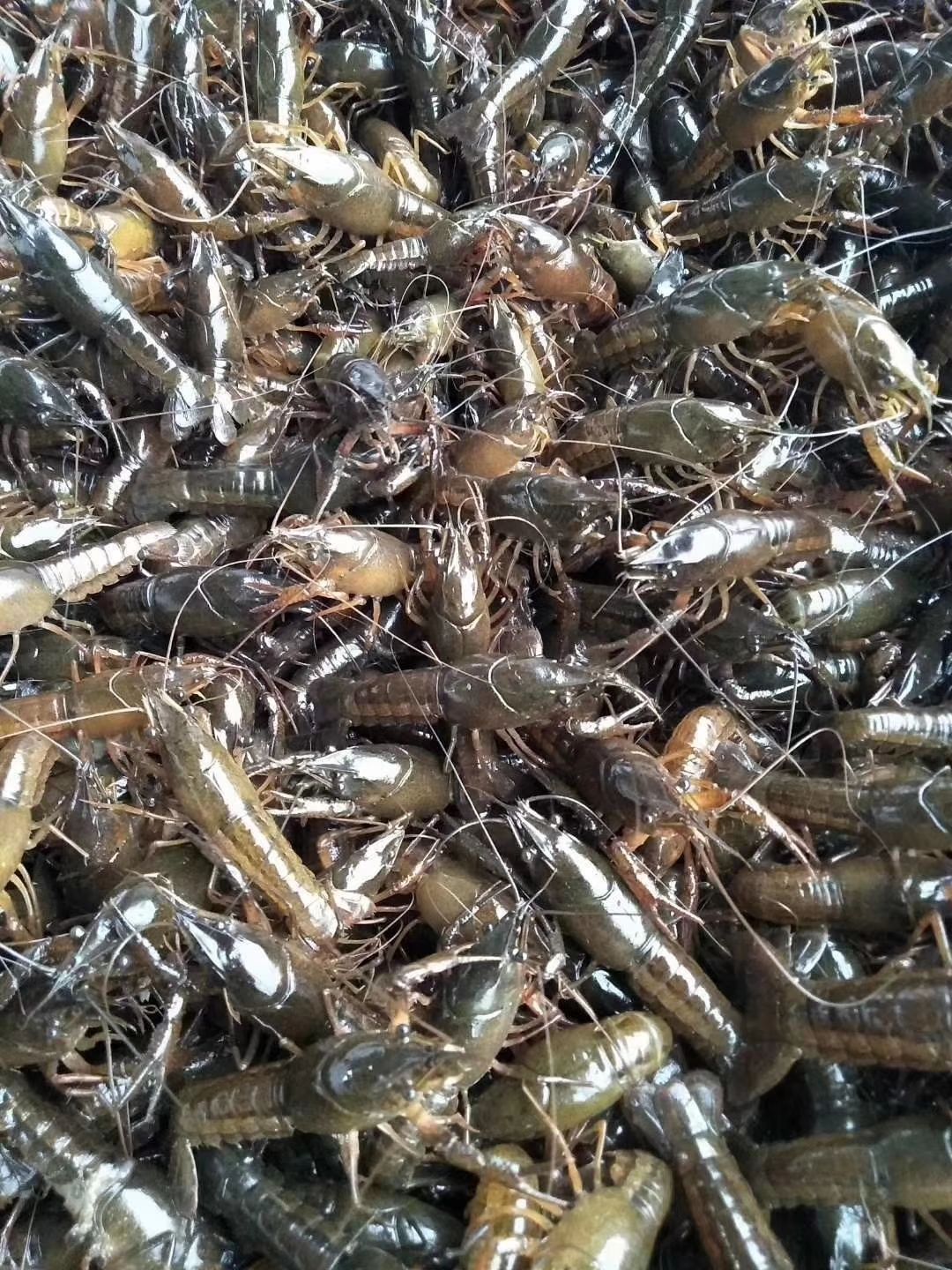 小龙虾苗，