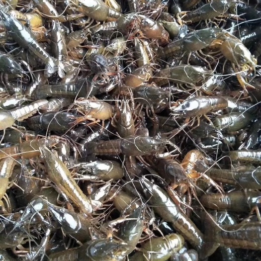 平阳县小龙虾苗，