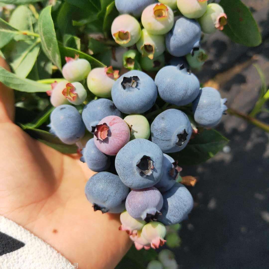兔眼蓝莓苗 当年挂果 产量高 保湿带原土发货