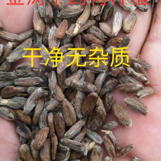 亳州纯新白术种子白术籽改良白术籽产地直发一手货源