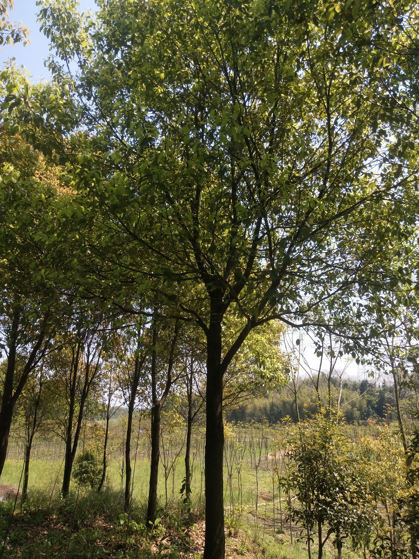 全冠香樟