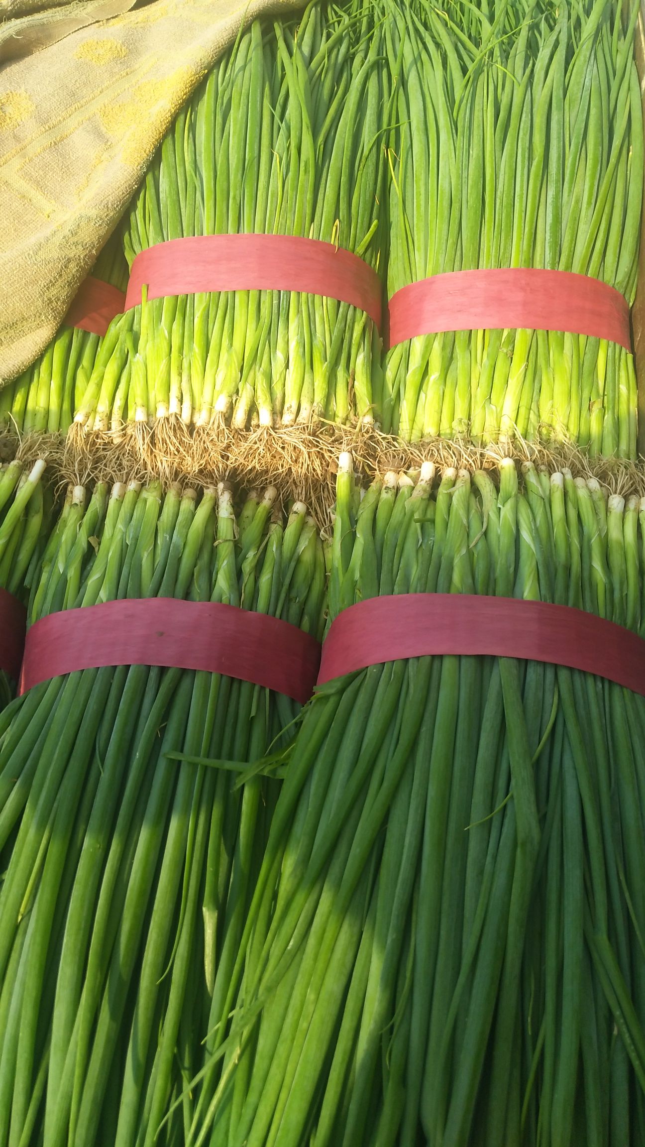  小香葱，量大，质量好，叶绿，欢迎前来定货