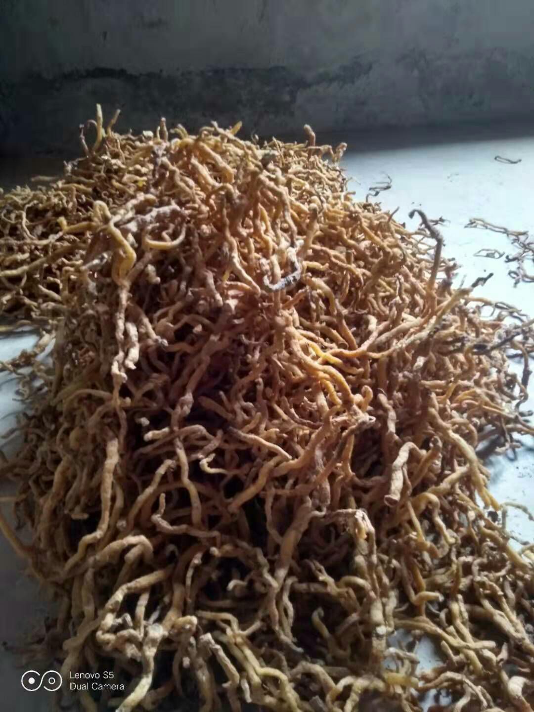  10岁 男孩5年级学生网上经商，张家界玉竹，干货无硫。