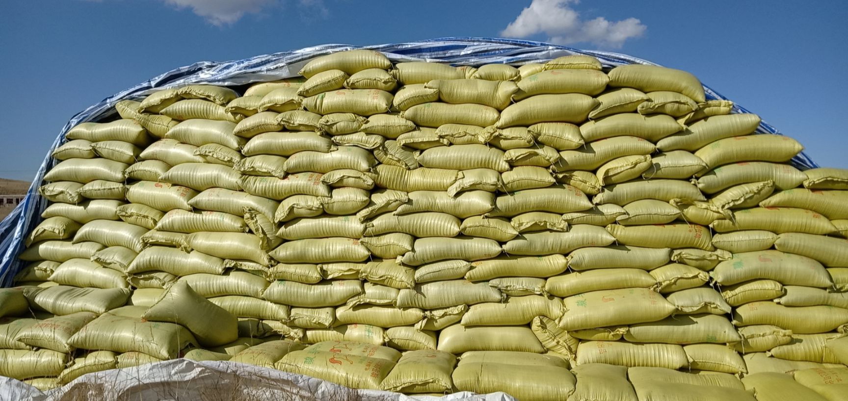 青稞米  原产地 本人自种自产青稞 源头批发地  本人常年种