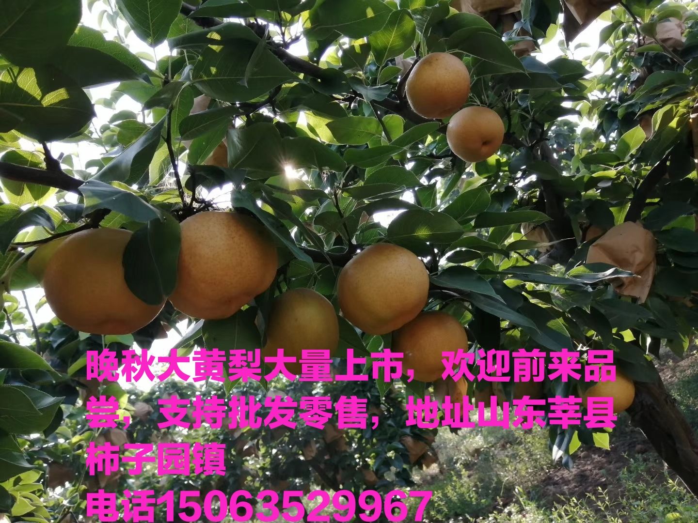 山东聊城莘县晚秋大黄梨