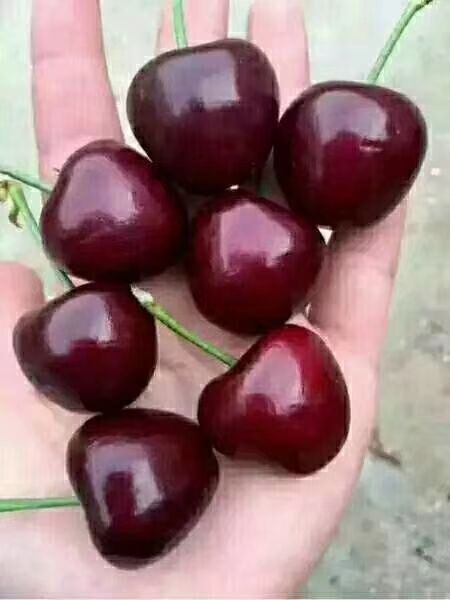  吉塞拉矮化樱桃苗