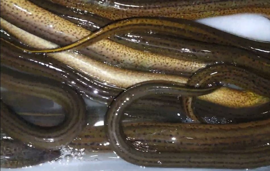  鲜活黄鳝正在热卖中，欢迎订购