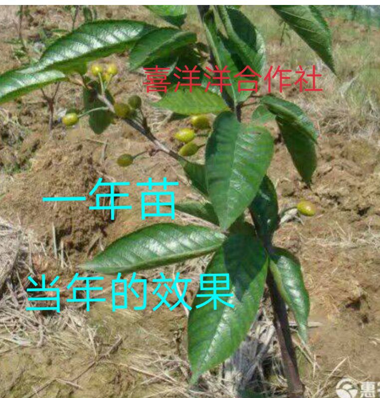 玛瑙红樱桃树苗 大果樱桃，玛瑙红，车厘子，红灯，俄八，美早