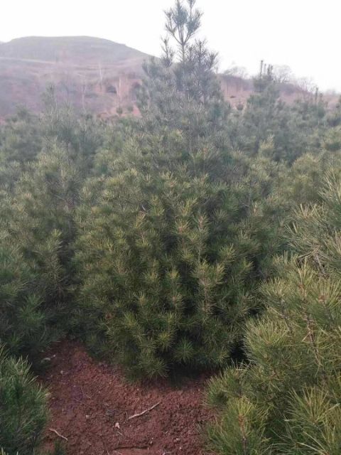 2米白皮松，3米白皮松，4米白皮松基地直销