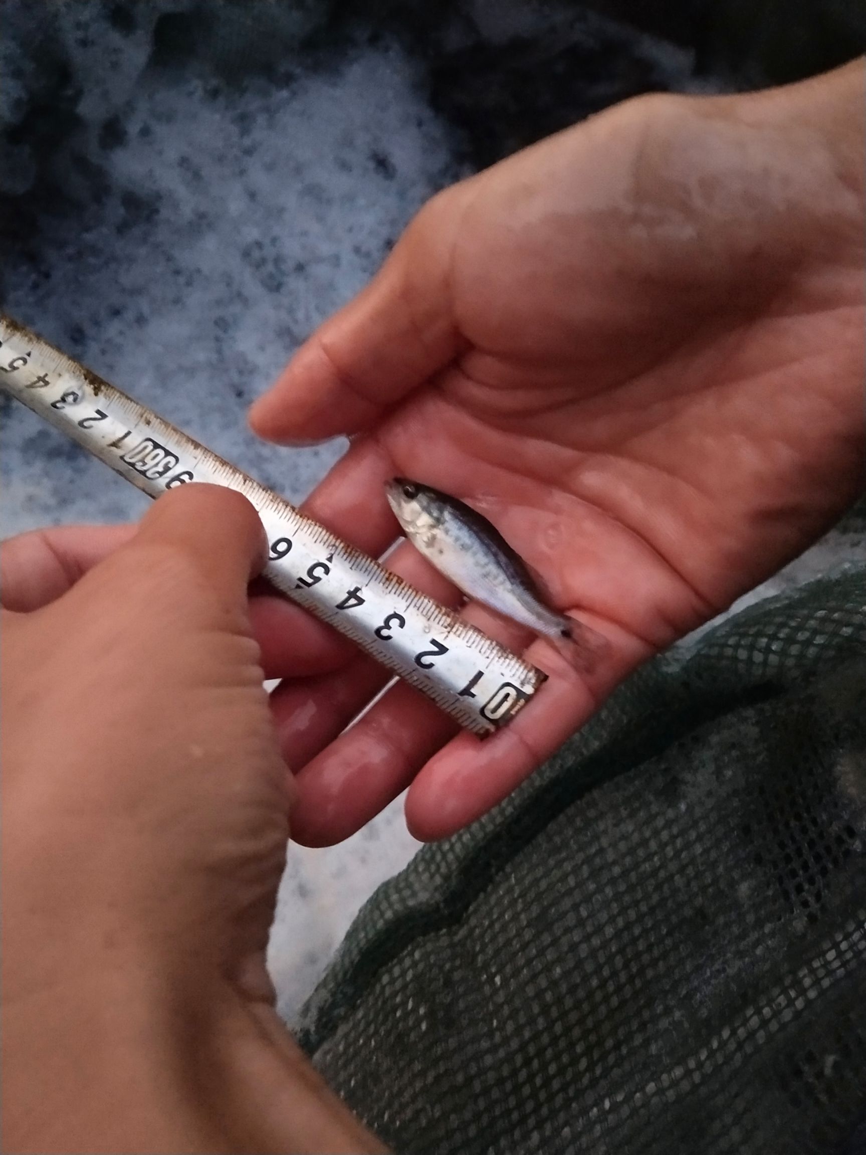  大量供应优质鲈鱼苗