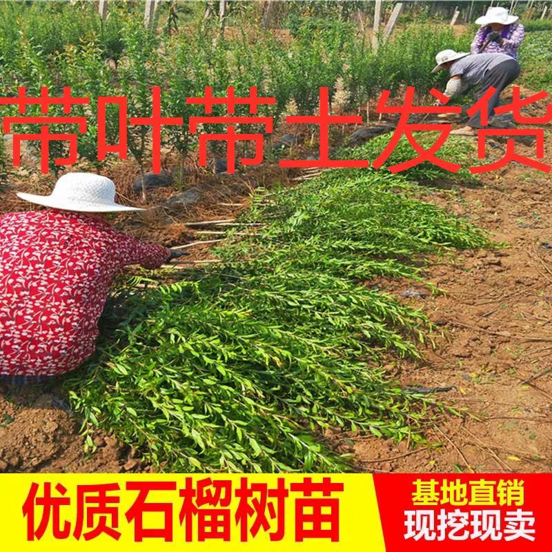 蒙阳红石榴苗  优质苗 当年挂果 产量高