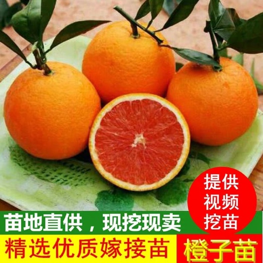 平邑县红肉脐橙苗 保湿发货  成活率高