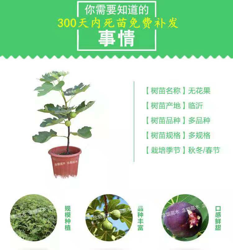 波姬红无花果苗 苗圃直供，保证品种和成活。1-3嫁接苗都有，免费技术指导。
