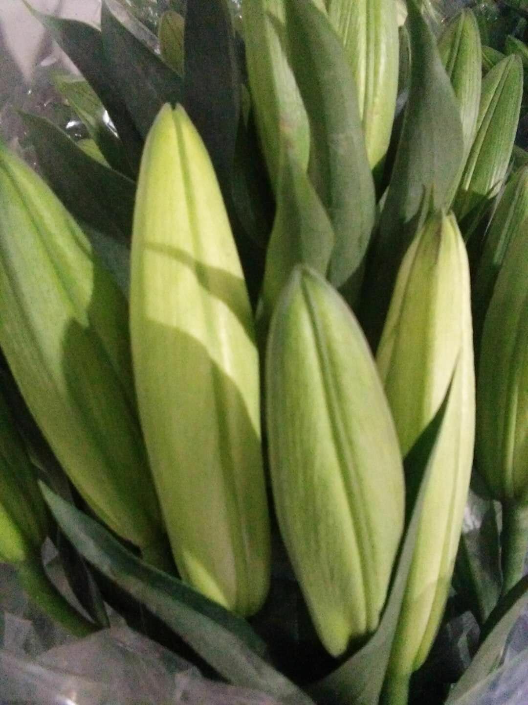 百合花 云南鲜花批发昆明鲜花斗南基地鲜花批发优质鲜花