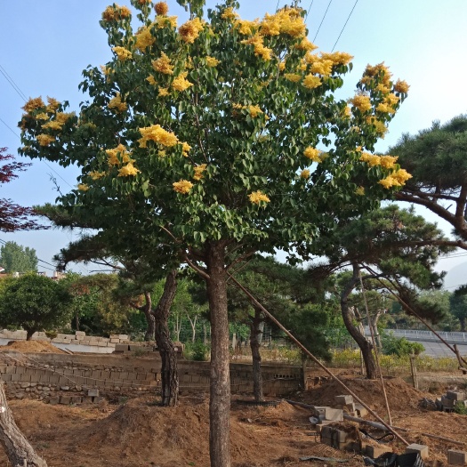 泰安 黄金丁香树