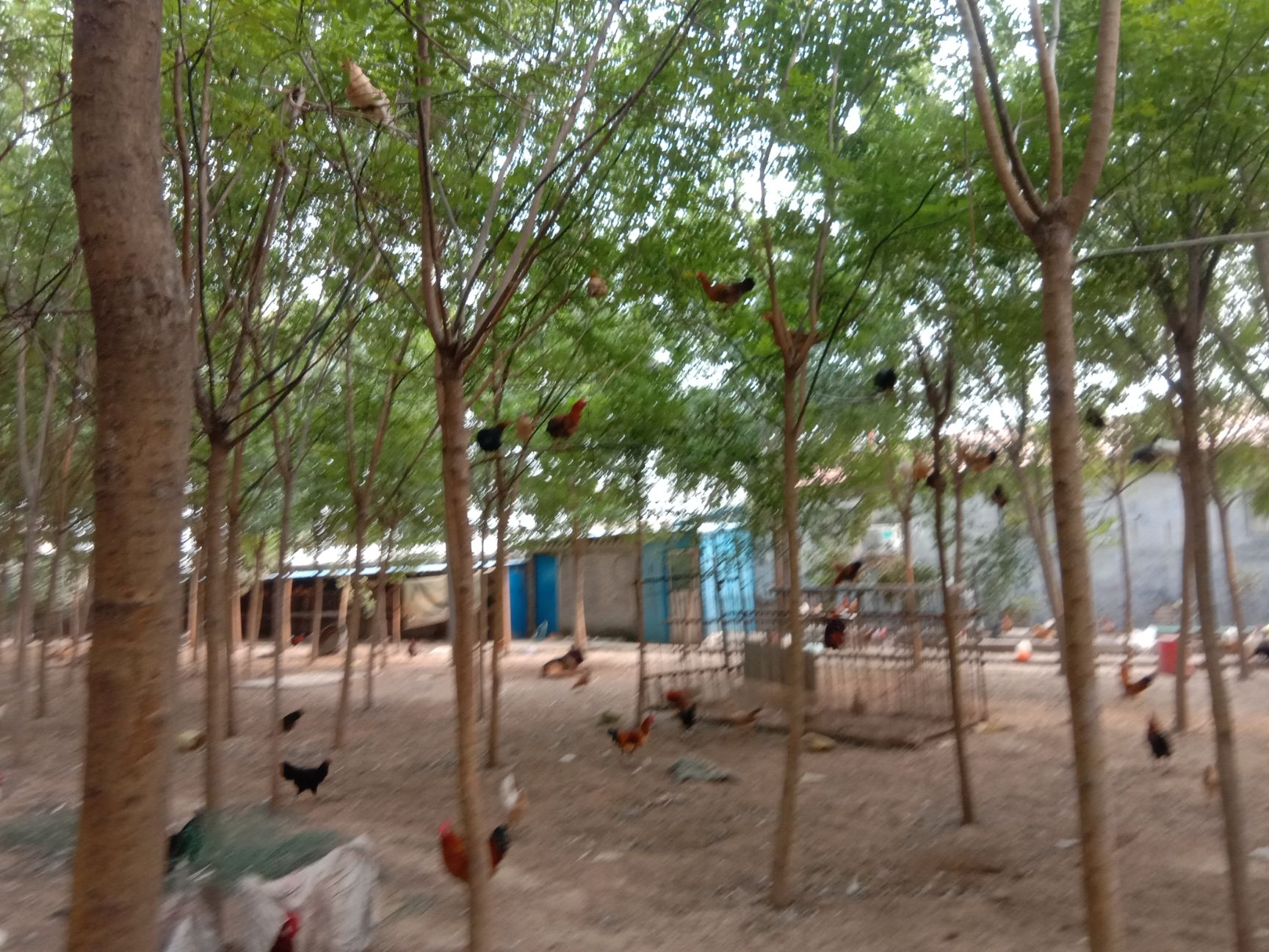  全散养的柴鸡