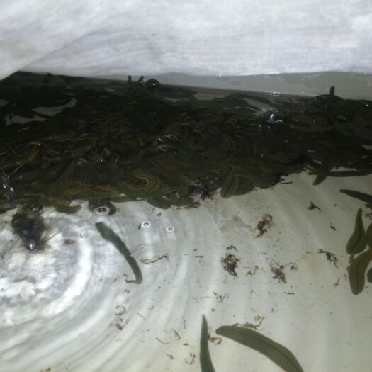 抚州 鲜货菲牛蛭