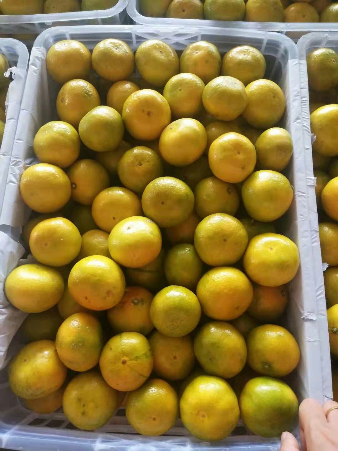 蜜桔 5.5 - 6cm 2 - 3两