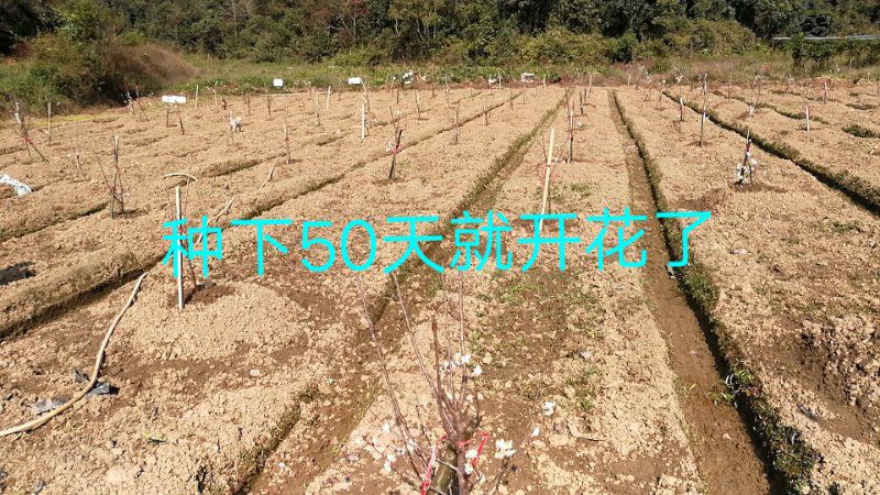 玛瑙红樱桃树苗 大果樱桃，玛瑙红，车厘子，红灯，美早，俄八