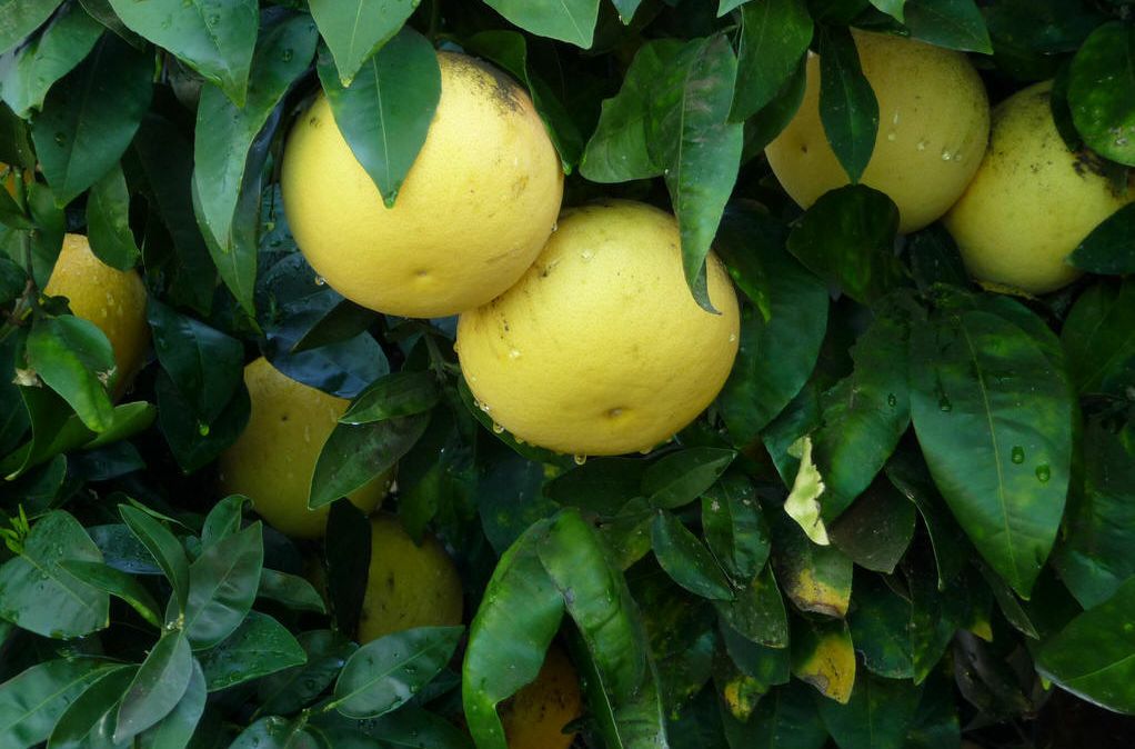  葡萄柚当季新鲜福建漳州水分足口感好纯甜不酸含水超过50%