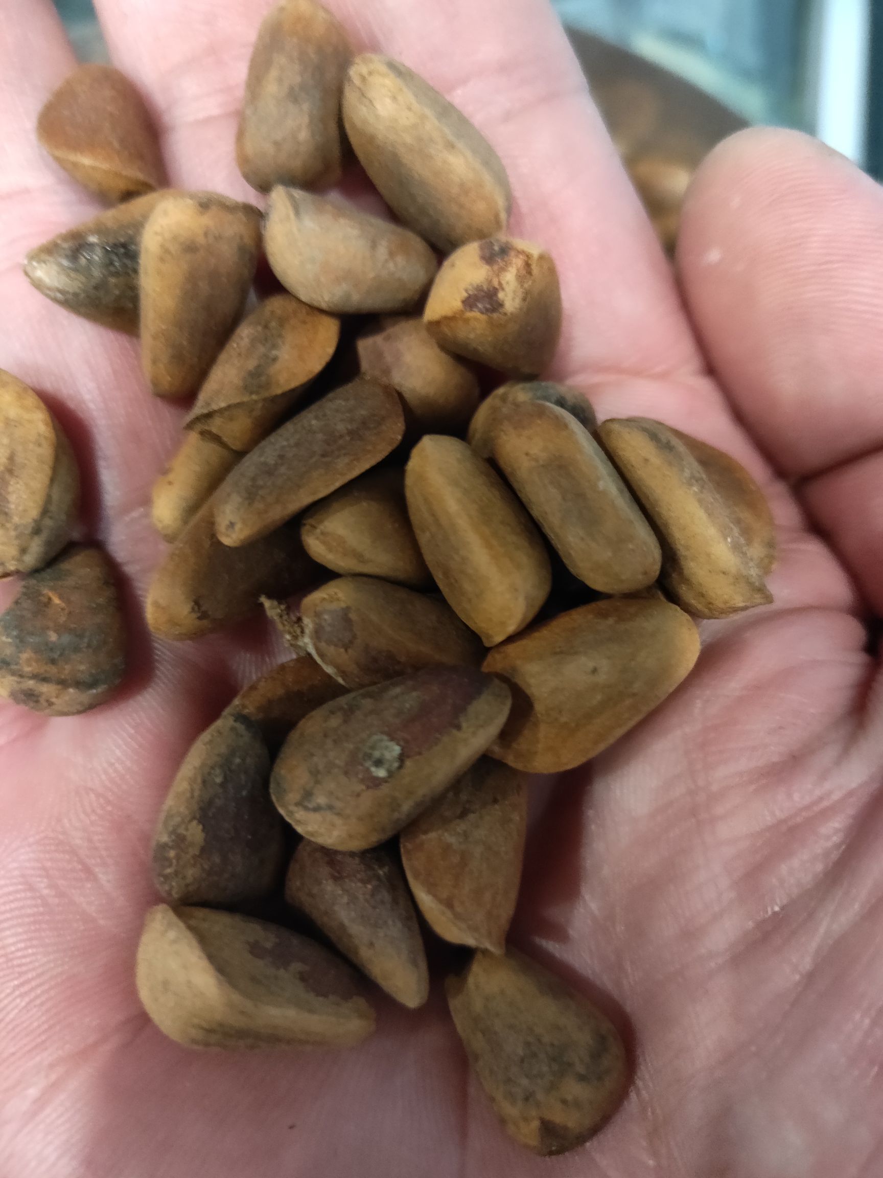 东北松子 2019年东北松生料