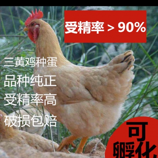 沭阳县草鸡种蛋 三黄鸡种蛋受精蛋