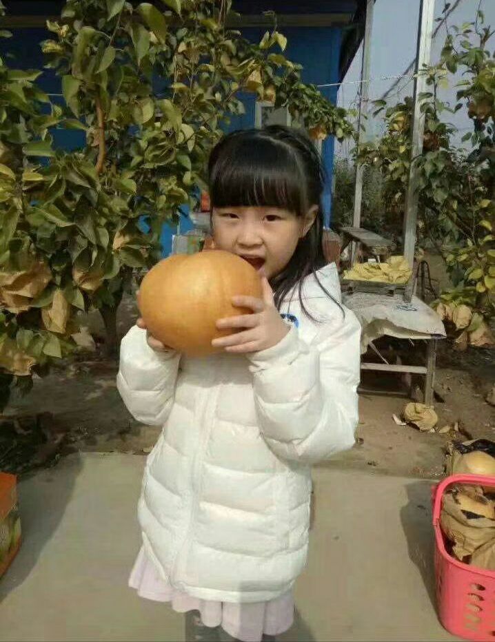  傻嫩蜜梨