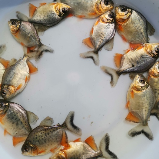 台山市 白鲳鱼苗，红鲳鱼苗