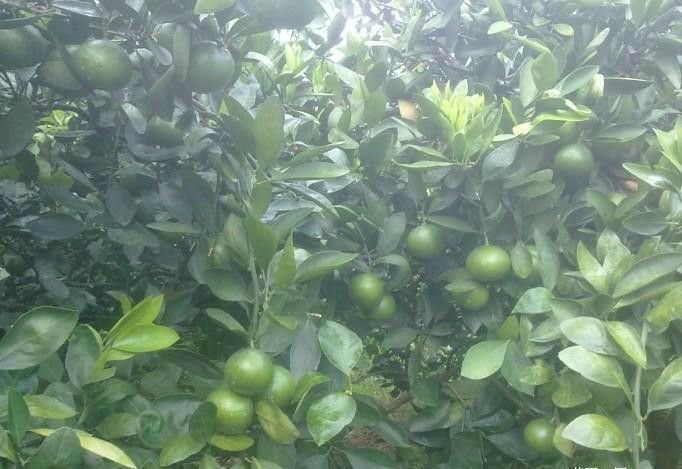  葡萄柚当季新鲜福建漳州水分足口感好纯甜不酸含水超过50%