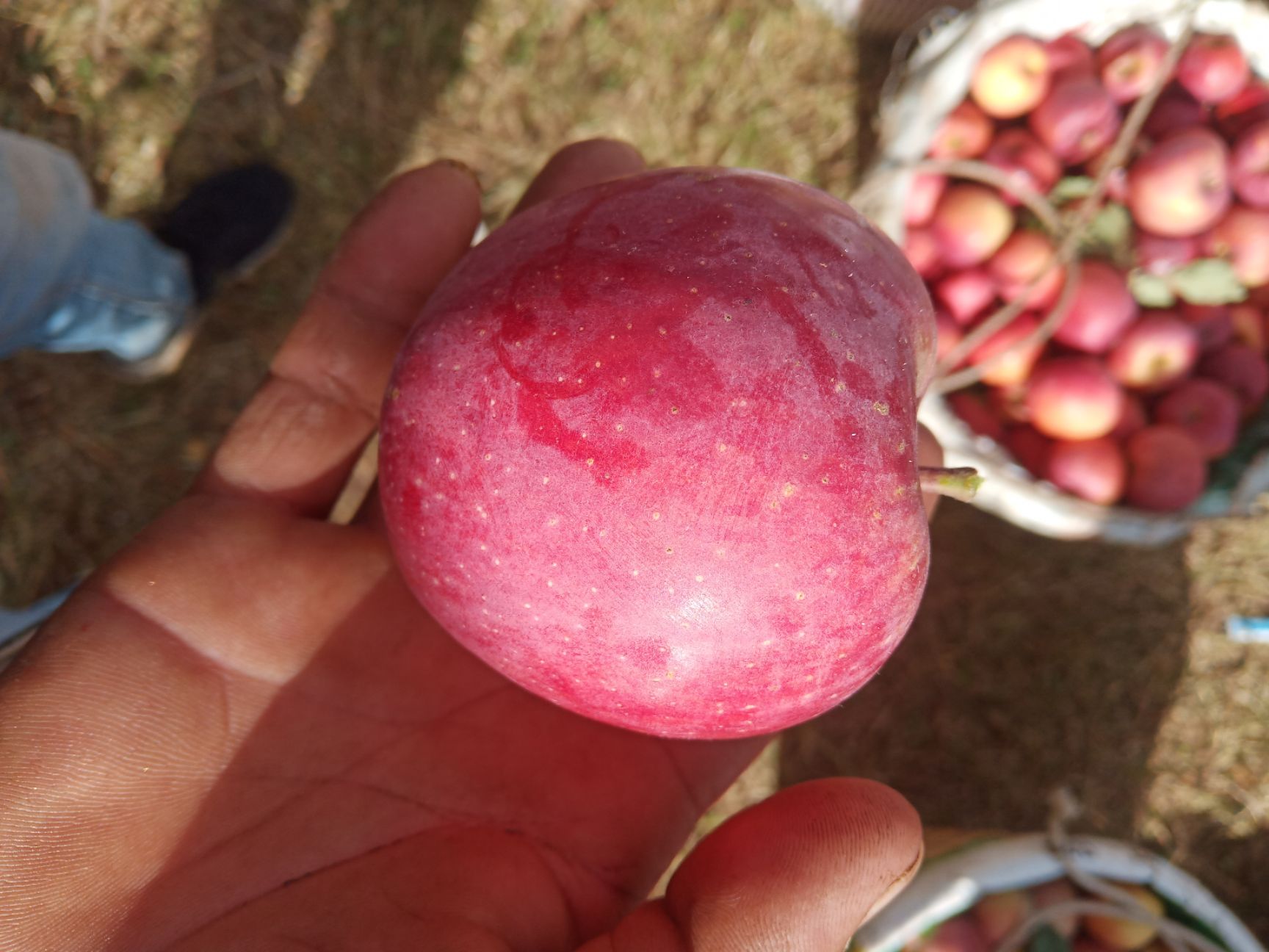  吃苹果的好时期，买苹果大凉山糖心苹果