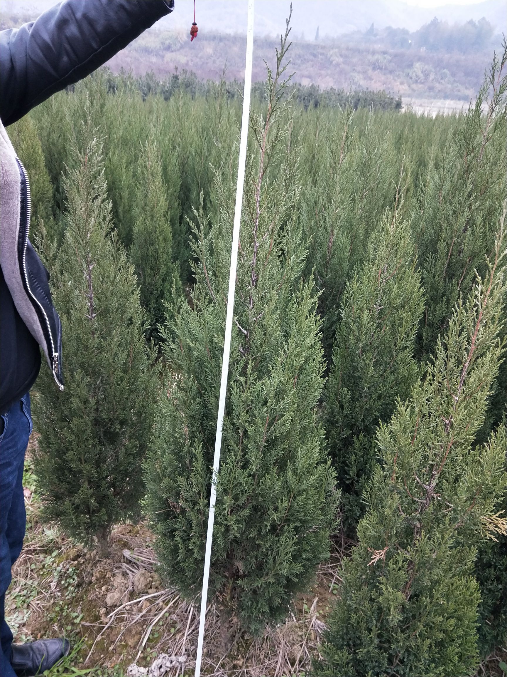 塔柏树苗 松柏树