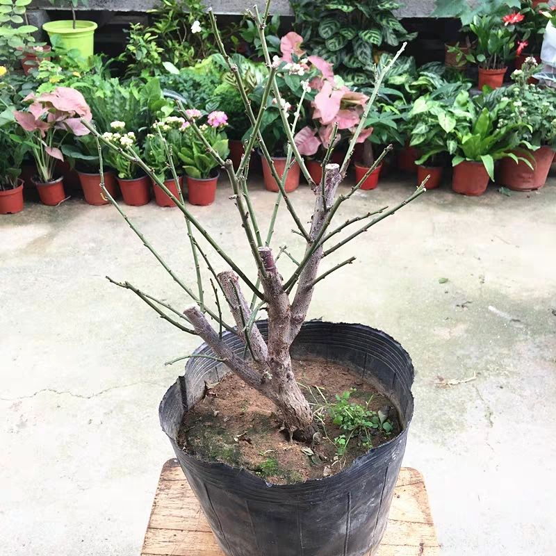  【盆景树桩实物红梅花腊梅红梅树苗乌梅绿梅朱砂梅室内盆栽绿植包
