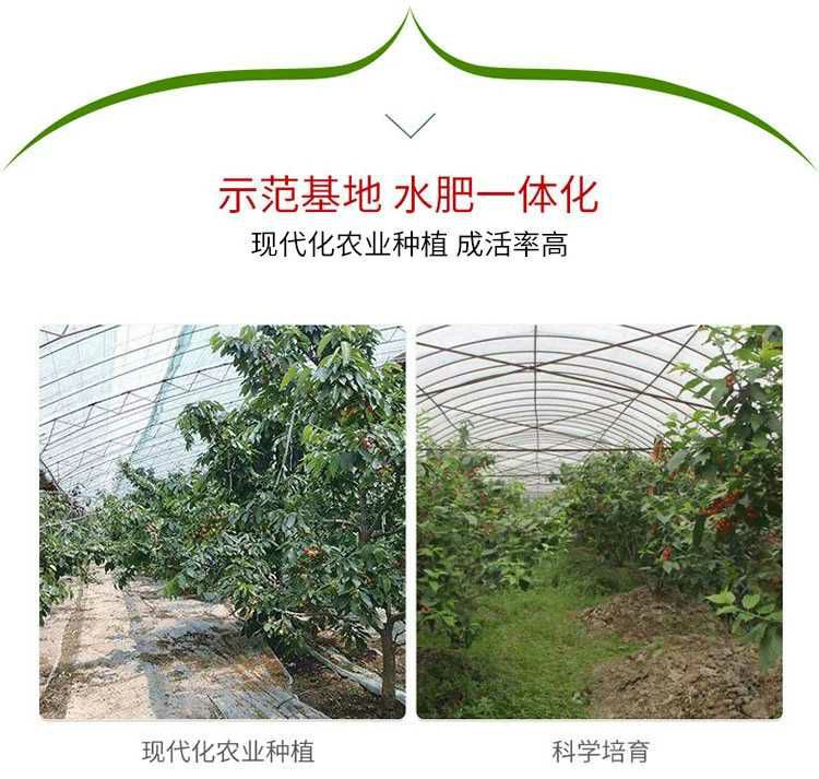  布鲁克斯樱桃苗 包品种包成活 现挖现发 死苗免费补发